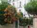  arbuste fleuri, fleurs orangées, Montmartre
